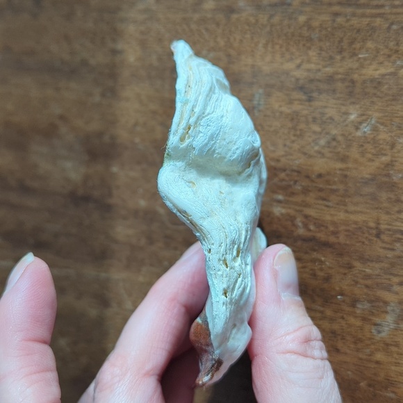 Decorative Shells - Picture 7 of 9